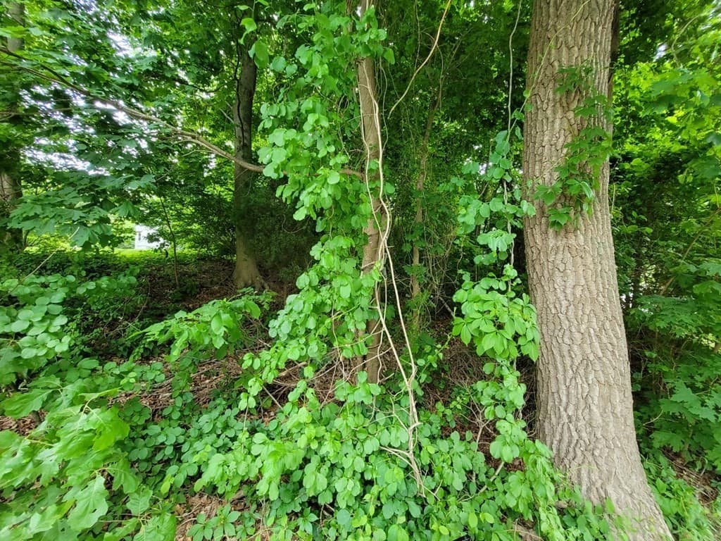 Lot 1 North Main St. photo 2