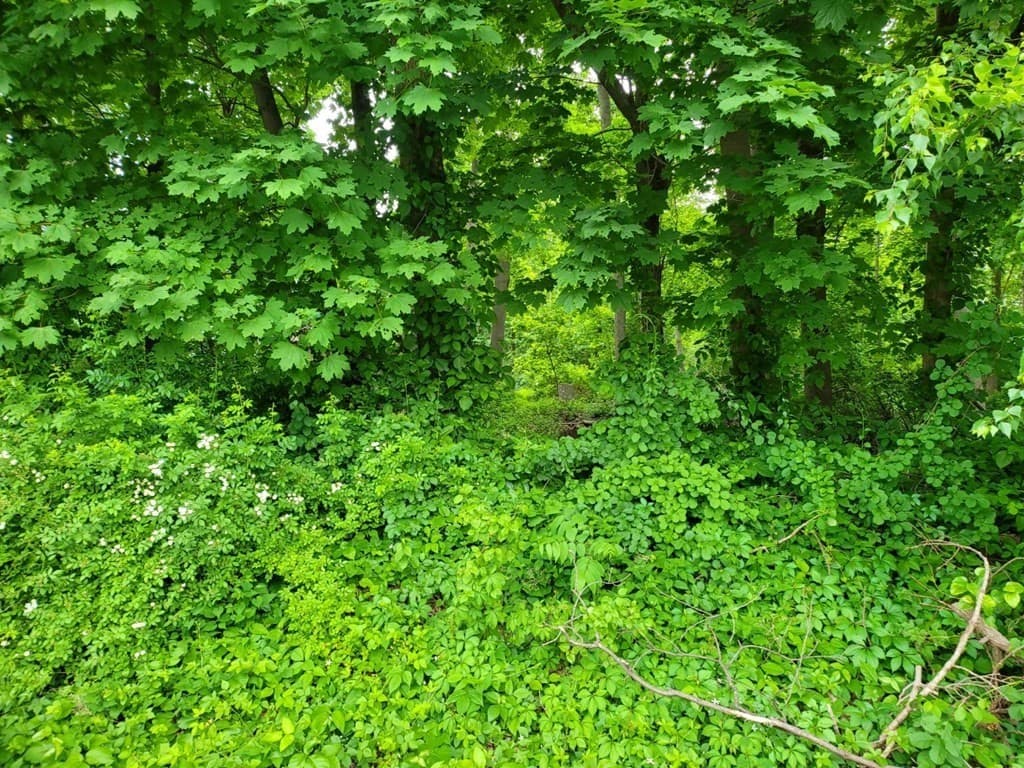 Lot 5 North Main St. photo 2