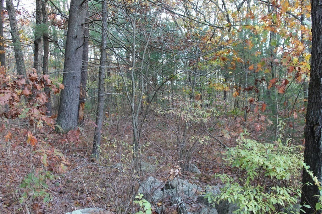 181 Ash Street photo 5