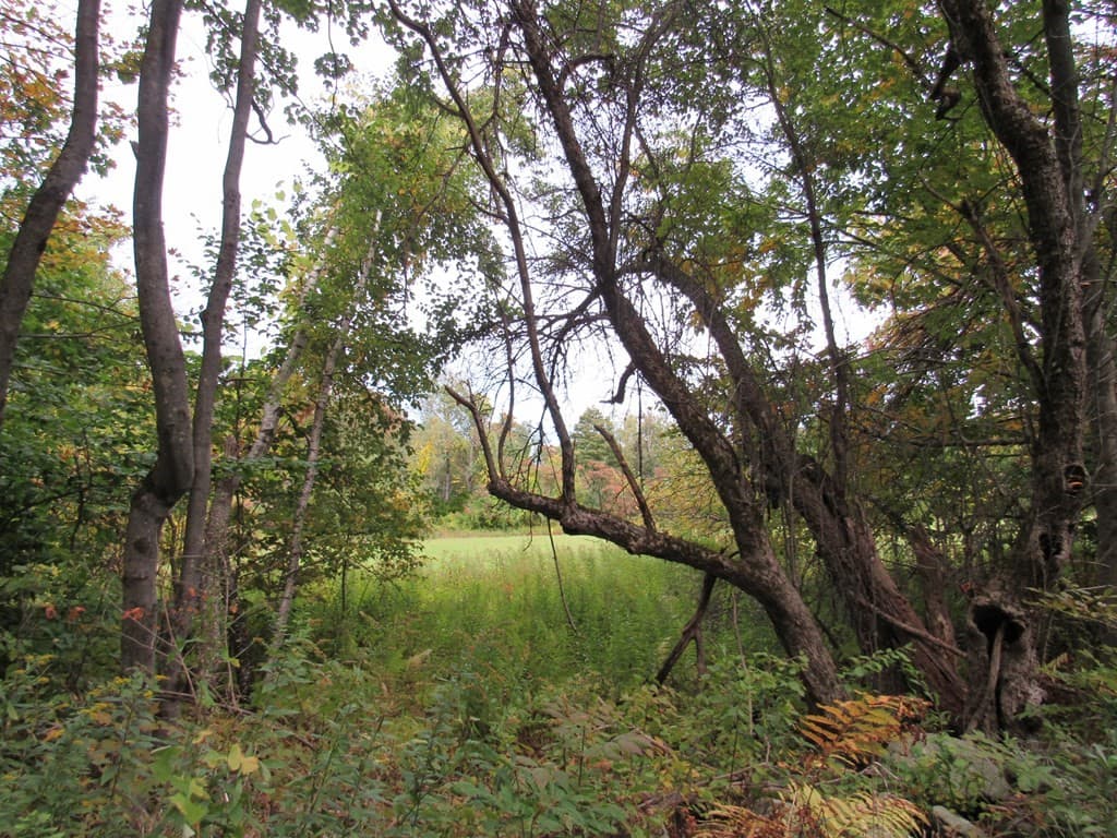 lot a Holcomb photo 3