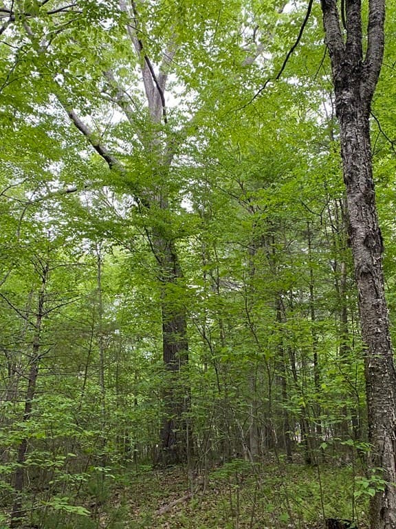 Lot Brimfield Rd