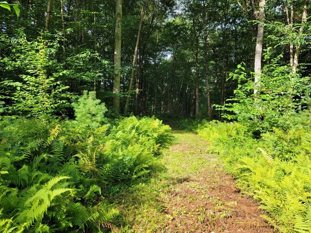 Lot 12, 36 Lyman Barnes Rd photo 2