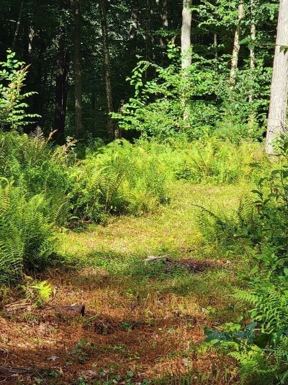 Lot 12, 36 Lyman Barnes Rd photo 3