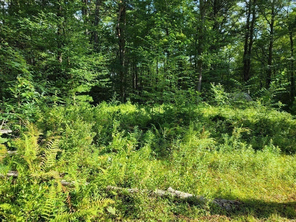 Lot 12, 36 Lyman Barnes Rd photo 5
