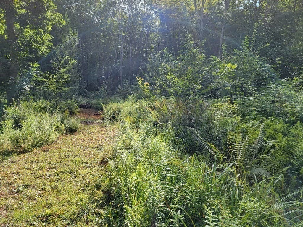 Lot 12, 36 Lyman Barnes Rd photo 4