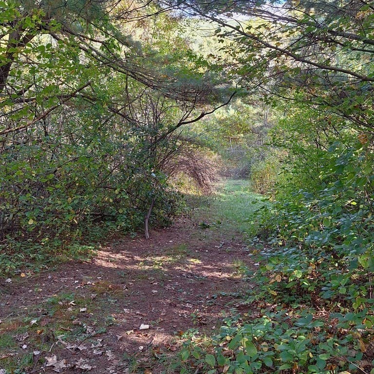 Lot 4 Mountain Rd photo 5