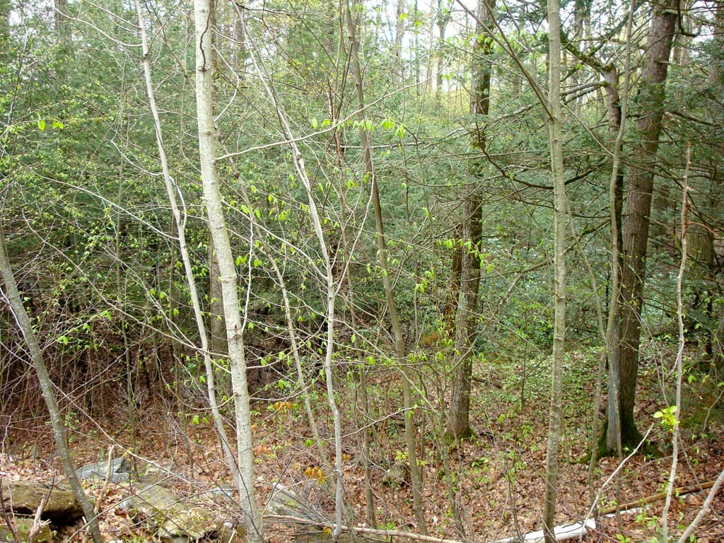 0 Hill Top Dr L: photo 5