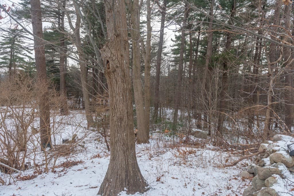 17 Pine Rd photo 3