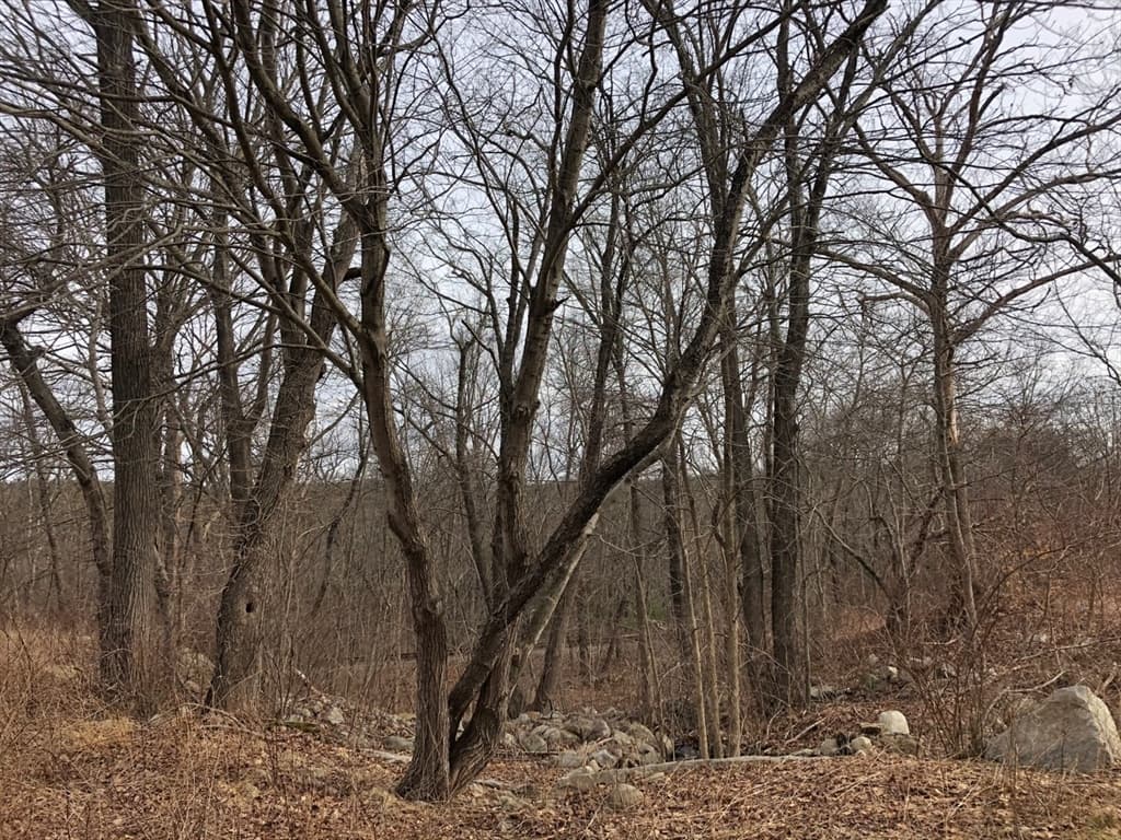 61 Maple Ave photo 2
