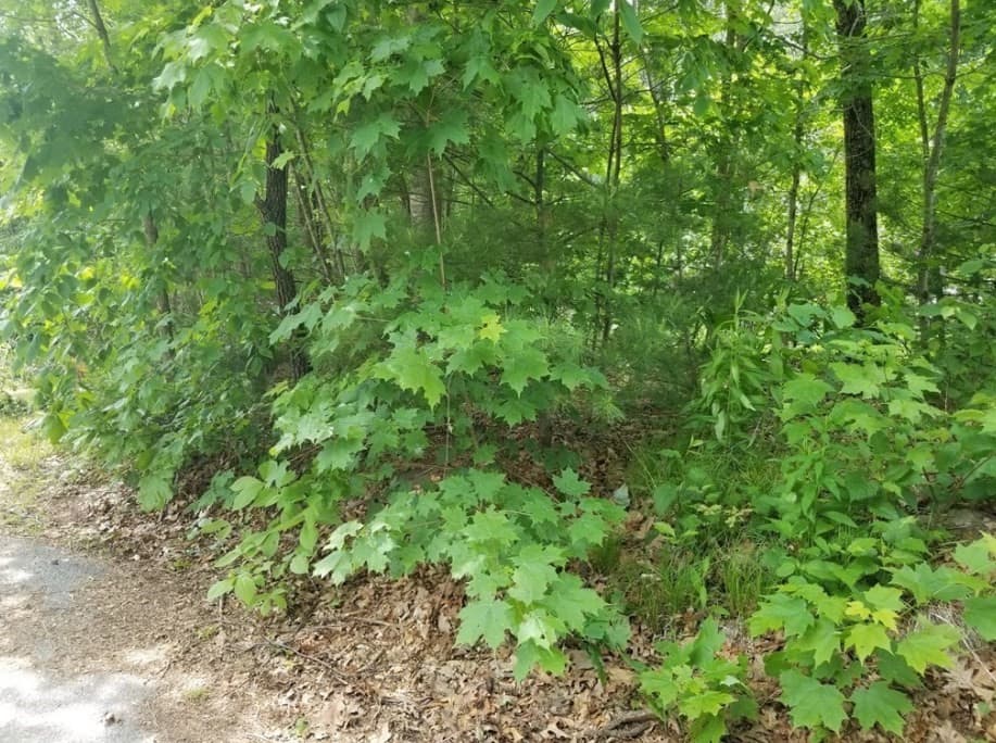 141 Town Farm Rd photo 3