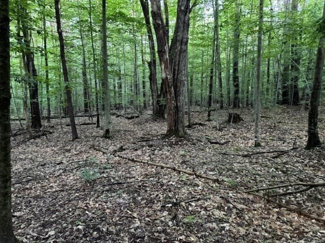 55 Cherrie Pierson Rd photo 5