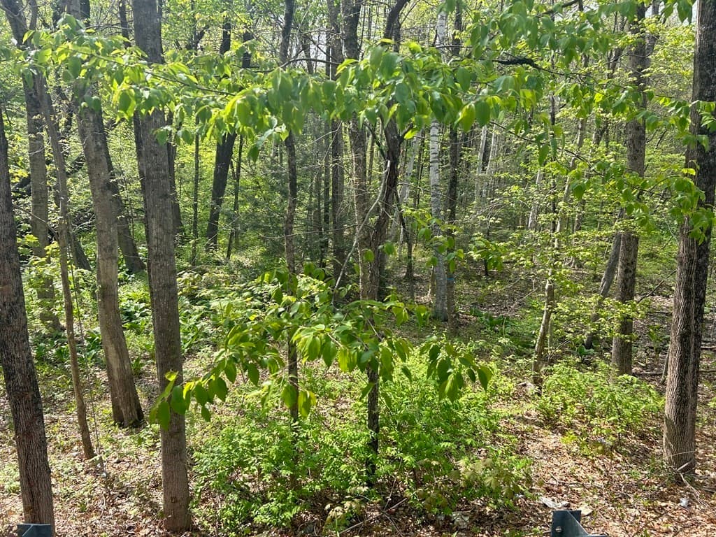 0 Parker Rd photo 2
