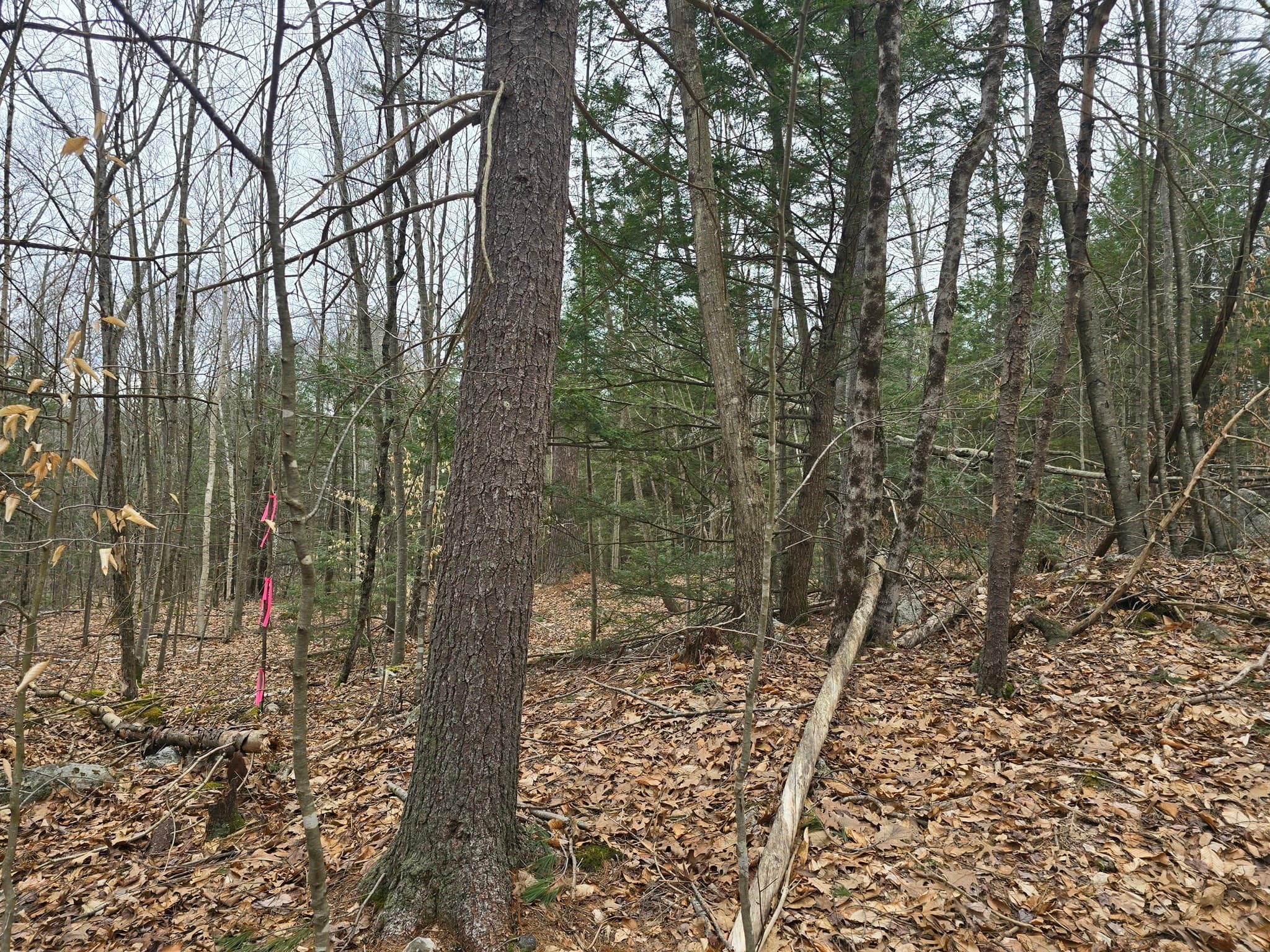 Lot 2 Rush Rd photo 3