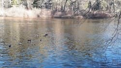76 River photo 3