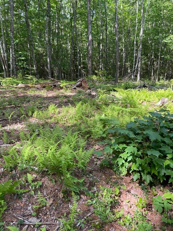0 Rindge Tpke photo 5