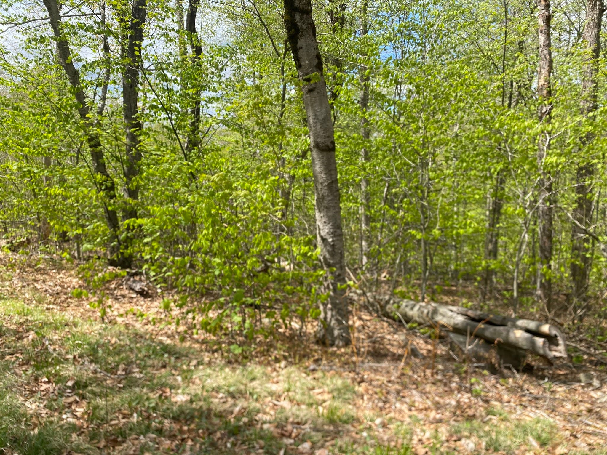 78 Shawnee Dr photo 3